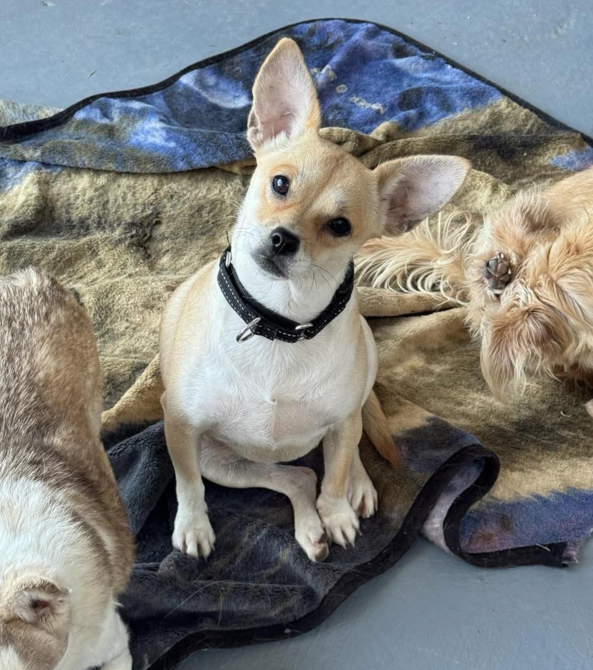 Enlarge Carrie, a ADOPTABLE mixed breed in Boston, MA image 6/6