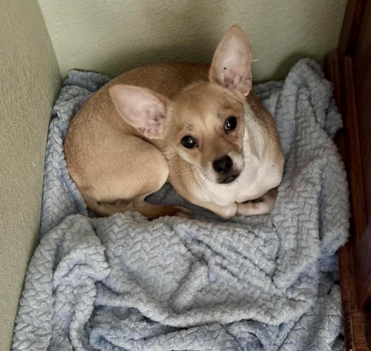 Carrie, ADOPTABLE, Adult Female Chihuahua & Jack Russell Terrier.