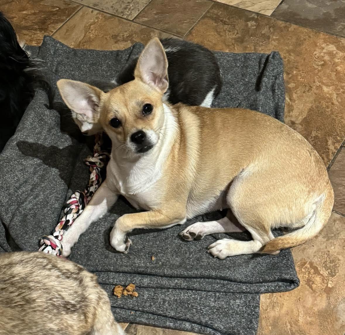 Enlarge Carrie, a ADOPTABLE mixed breed in Boston, MA image 3/6