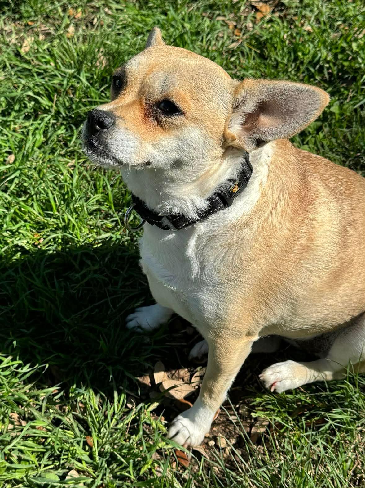 Carrie, ADOPTABLE, Adult Female Chihuahua & Jack Russell Terrier.