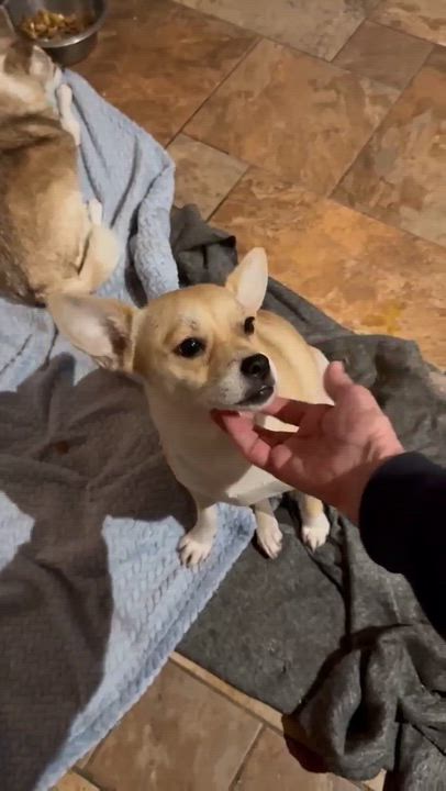 Enlarge Carrie, a ADOPTABLE mixed breed in Boston, MA video 5/6