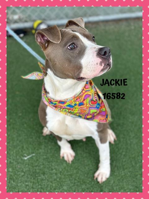 Enlarge JACKIE, a Adoptable mixed breed in Marietta, GA image 2/6