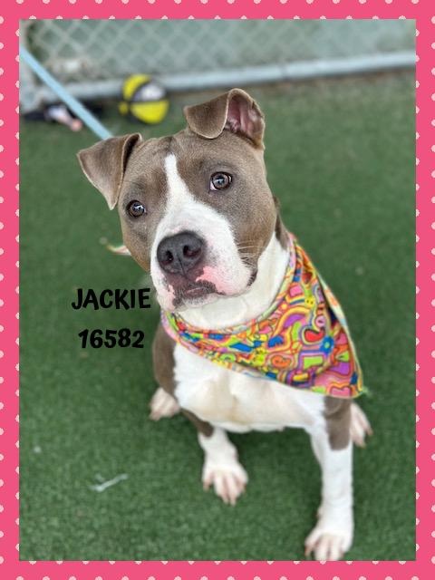 Enlarge JACKIE, a Adoptable mixed breed in Marietta, GA image 1/6