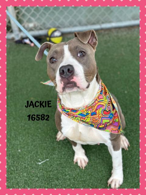 Enlarge JACKIE, a Adoptable mixed breed in Marietta, GA image 3/6