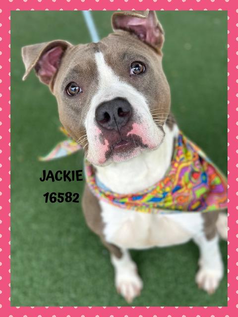 Enlarge JACKIE, a Adoptable mixed breed in Marietta, GA image 4/6