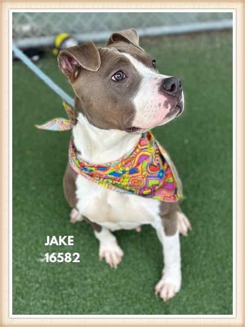 Enlarge JAKE, a Adoptable mixed breed in Marietta, GA image 2/5