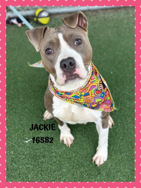 Enlarge JACKIE, a Adoptable mixed breed in Marietta, GA image 6/6