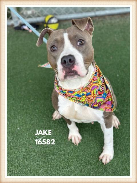 Enlarge JAKE, a Adoptable mixed breed in Marietta, GA image 4/5