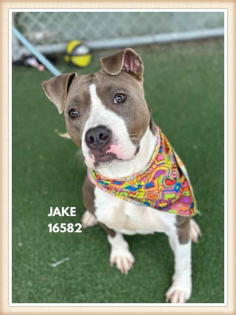 Enlarge JAKE, a Adoptable mixed breed in Marietta, GA image 3/5