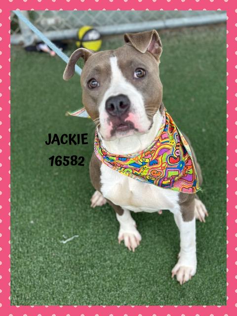 Enlarge JACKIE, a Adoptable mixed breed in Marietta, GA image 5/6