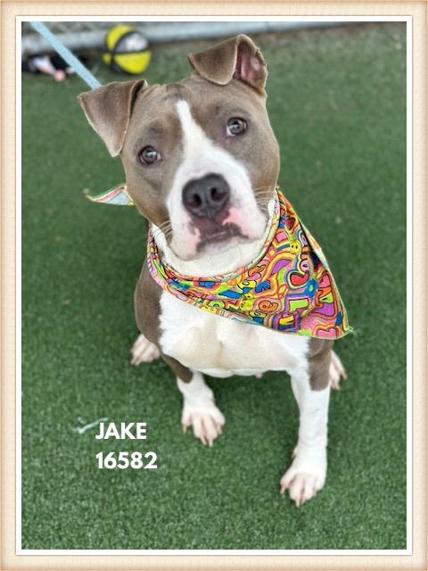 Enlarge JAKE, a Adoptable mixed breed in Marietta, GA image 5/5