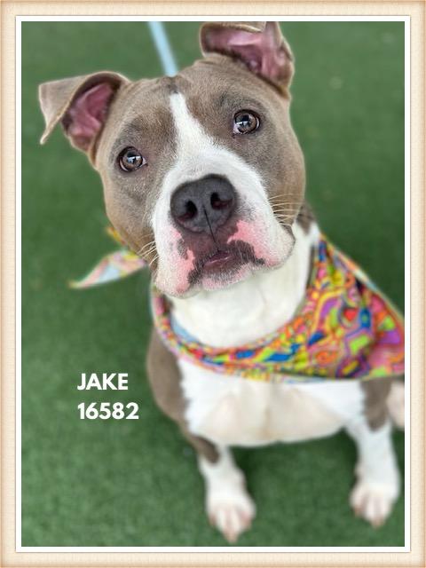 Enlarge JAKE, a Adoptable mixed breed in Marietta, GA image 1/5
