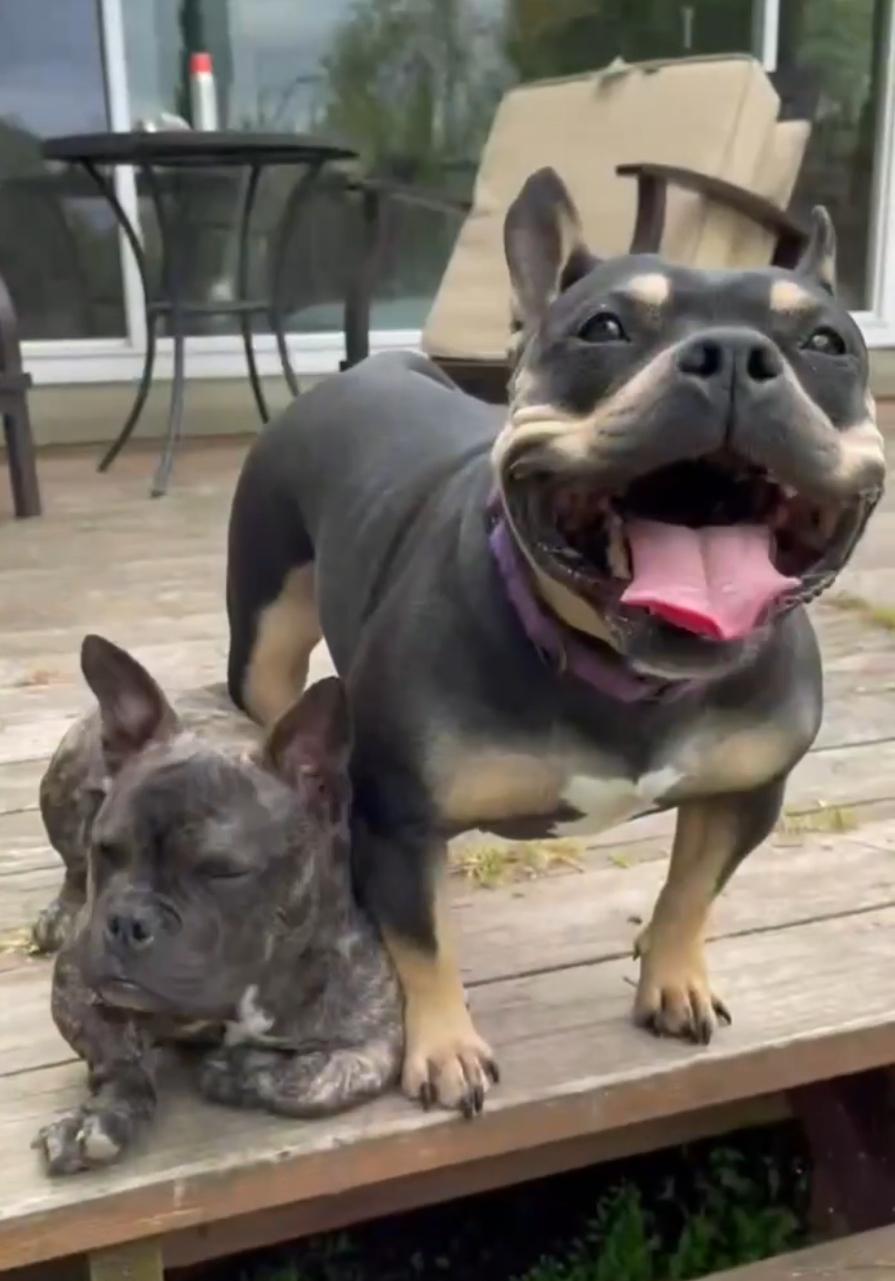Martini, an adoptable American Bully in Citrus Heights, CA, 95610 | Photo Image 2
