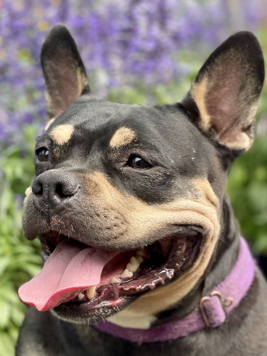 Martini, an adoptable American Bully in Citrus Heights, CA, 95610 | Photo Image 4