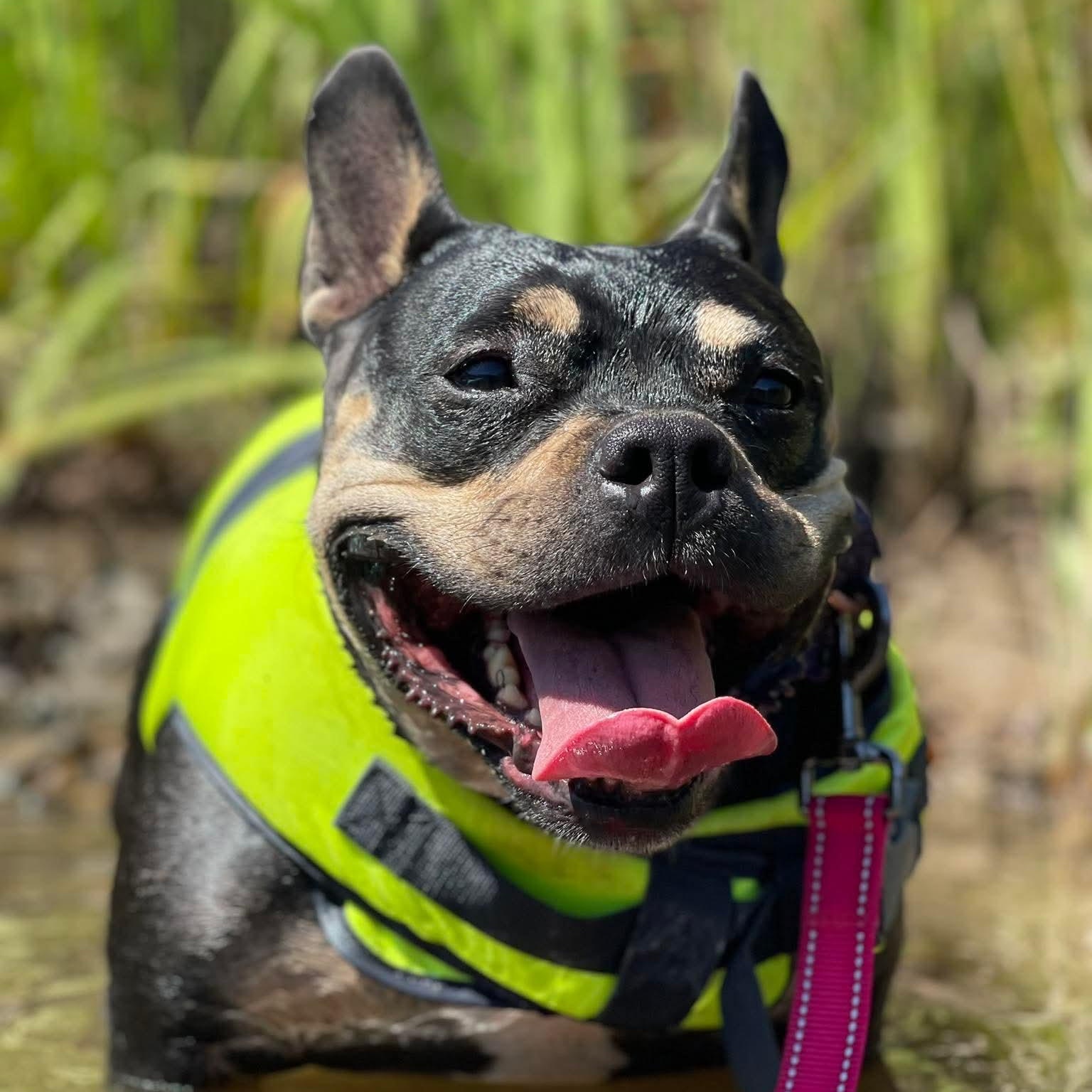 Martini, an adoptable American Bully in Citrus Heights, CA, 95610 | Photo Image 3