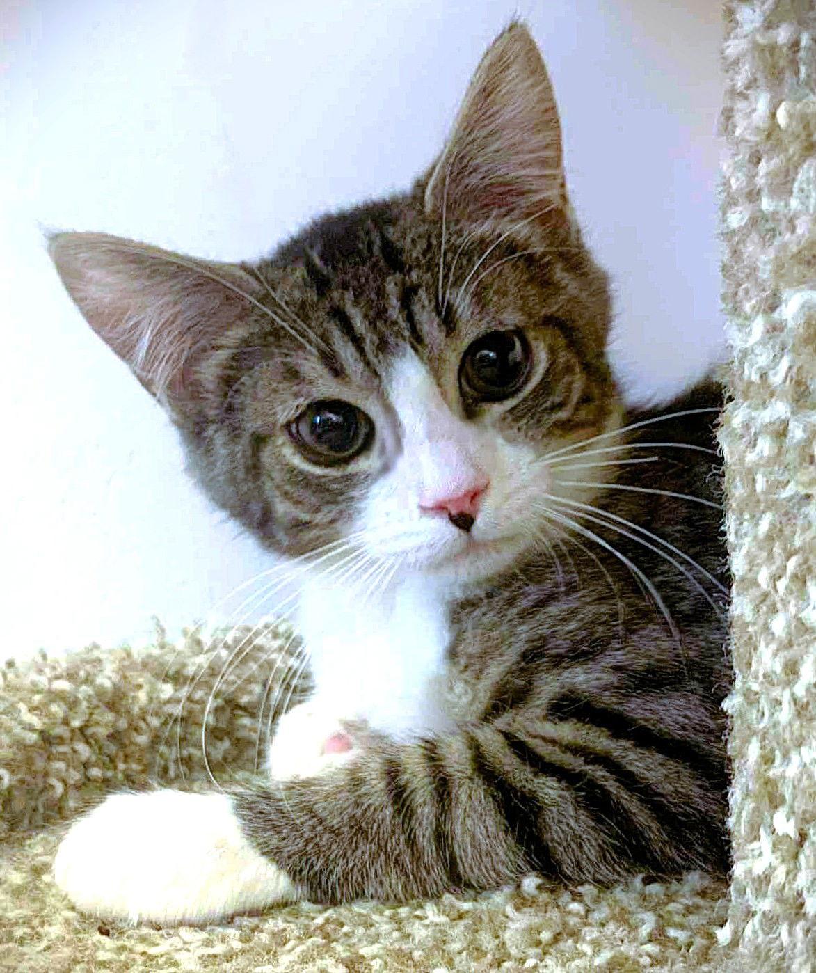 Harold, Adopted, Young Male Domestic Short Hair.