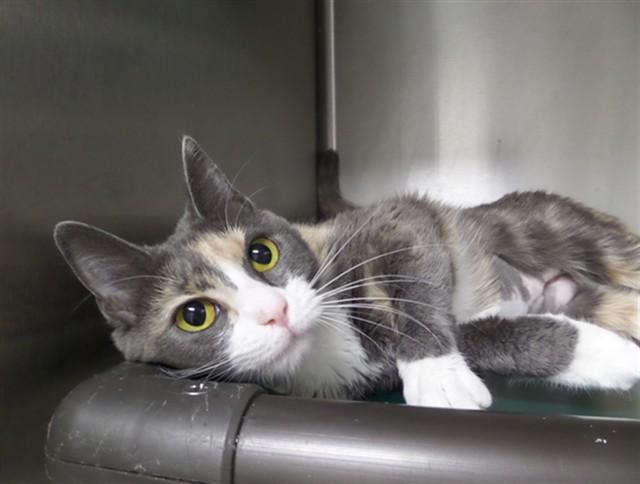 Enlarge TEMPEST, a Adoptable Domestic Short Hair in Augusta, GA image 1/1