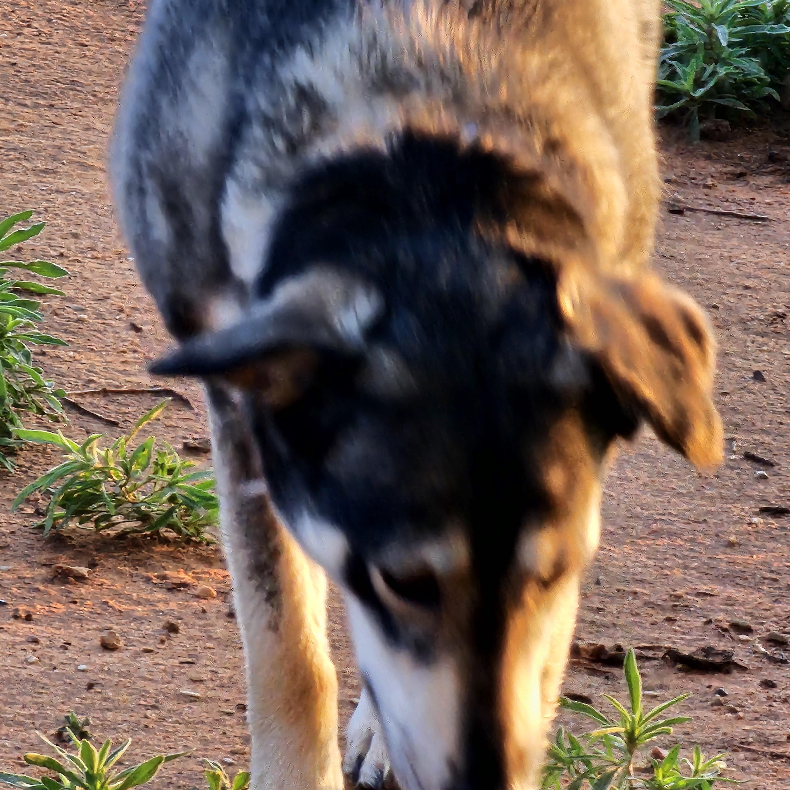 Sarama, a ADOPTABLE mixed breed in Clovis, NM image 3/6