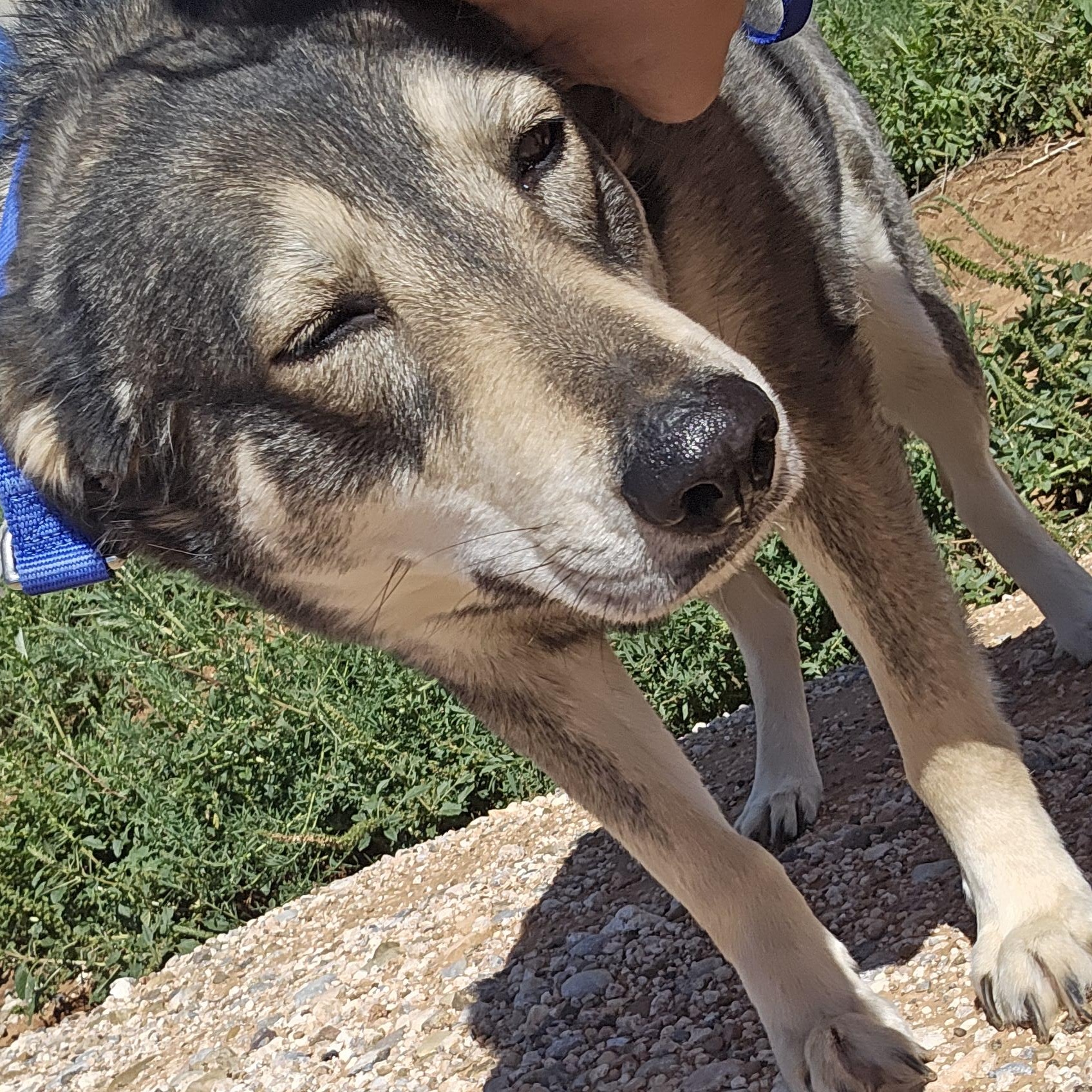 Enlarge Sarama, a Adoptable mixed breed in Clovis, NM image 2/6