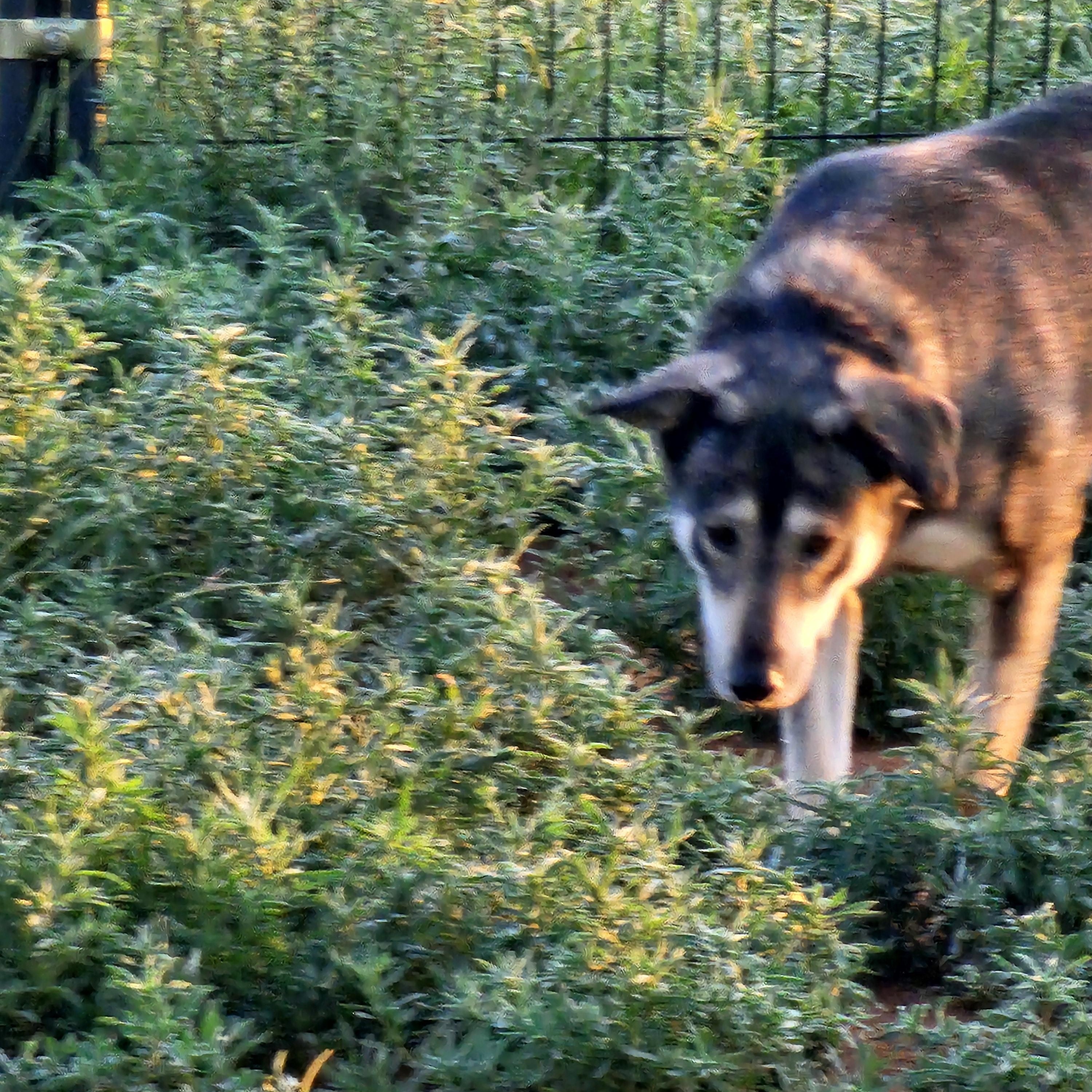 Sarama, a ADOPTABLE mixed breed in Clovis, NM image 2/6
