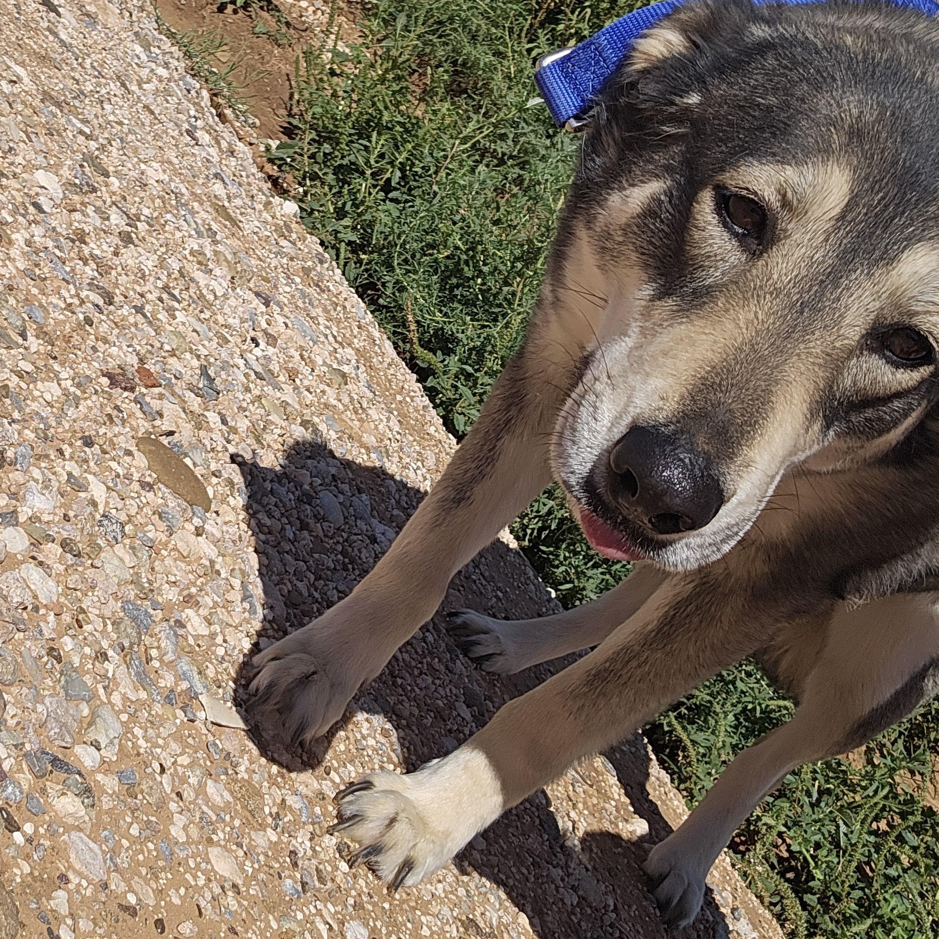 Sarama, Adoptable, Adult Female Husky.