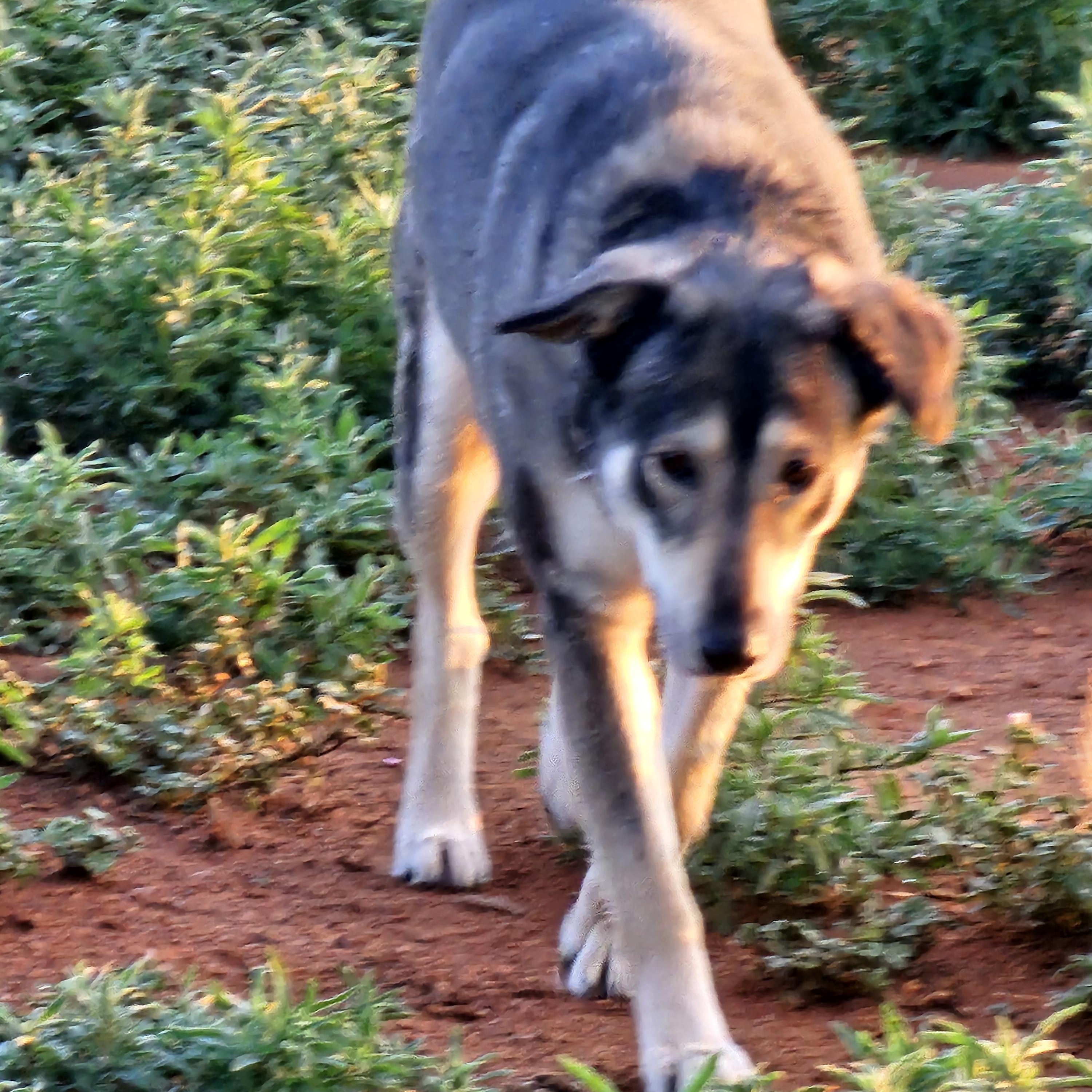 Sarama, ADOPTABLE, Adult Female Husky.