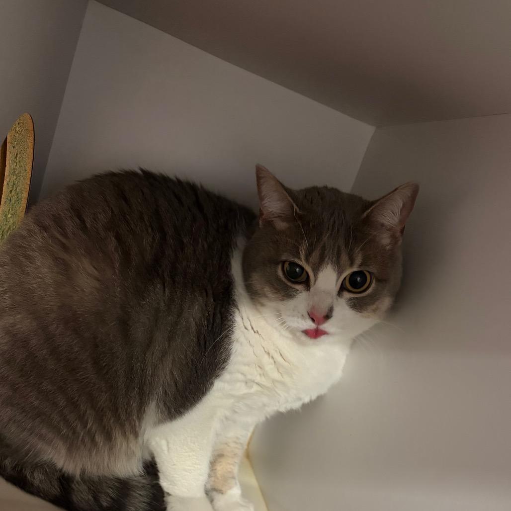 Cupcake — thumbnail 2