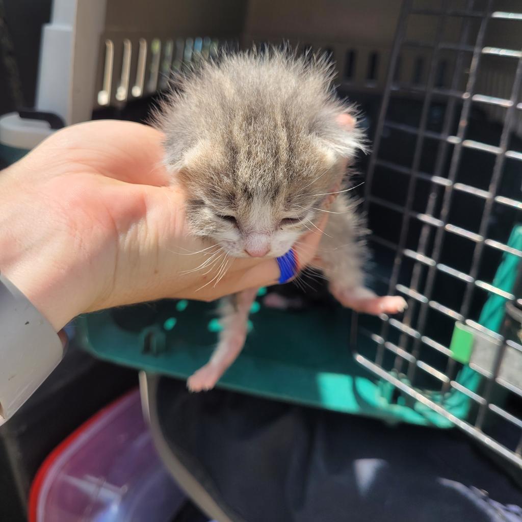 Cupcake — thumbnail 3