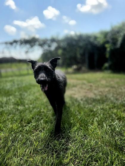 Laverne, a Adoptable mixed breed in Houston, TX image 1/2
