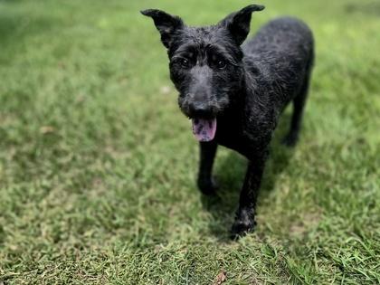 Laverne, a Adoptable mixed breed in Houston, TX image 2/2