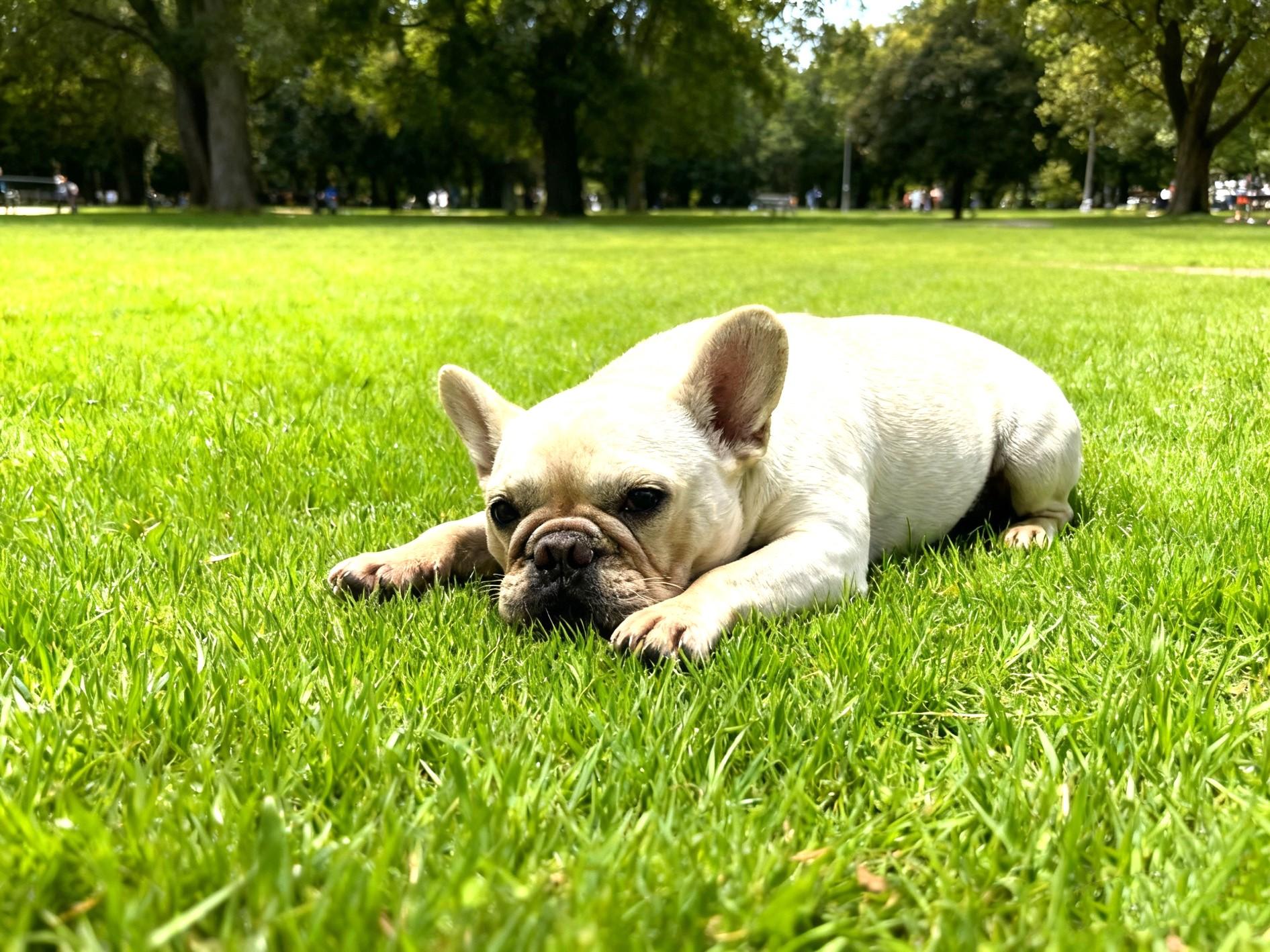 Enlarge Barbie, an adopted French Bulldog in Toronto, ON image 1/6