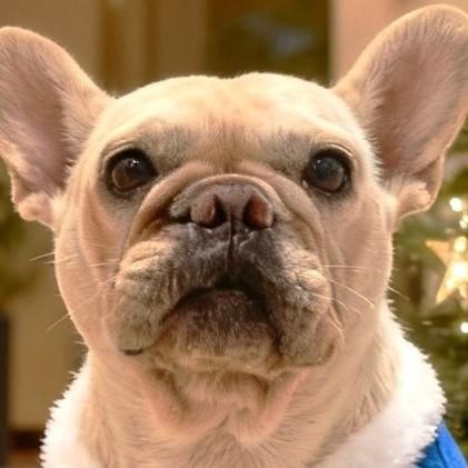 Enlarge Barbie, an adopted French Bulldog in Toronto, ON image 2/6