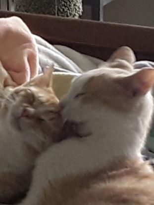 Jesse (& Jerry) - BONDED, Adoptable, Adult Male Domestic Short Hair.