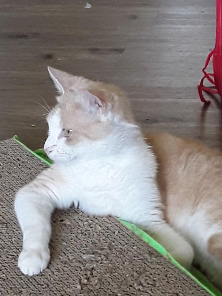 Jesse (& Jerry) - BONDED — thumbnail 2