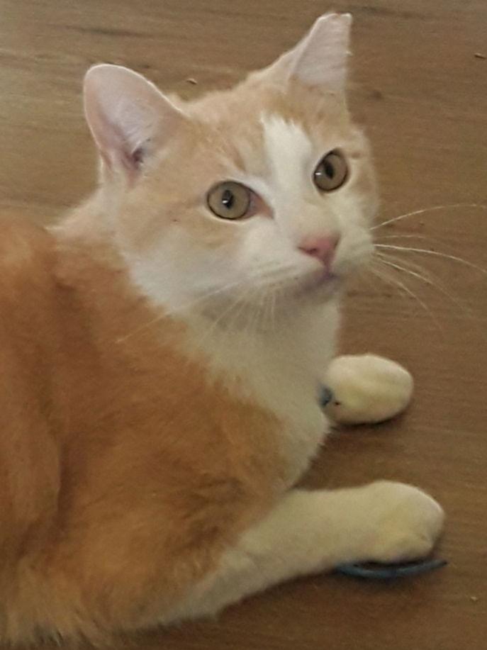 Enlarge Jesse (& Jerry) - BONDED, a Adoptable Domestic Short Hair in Herndon, VA image 3/4