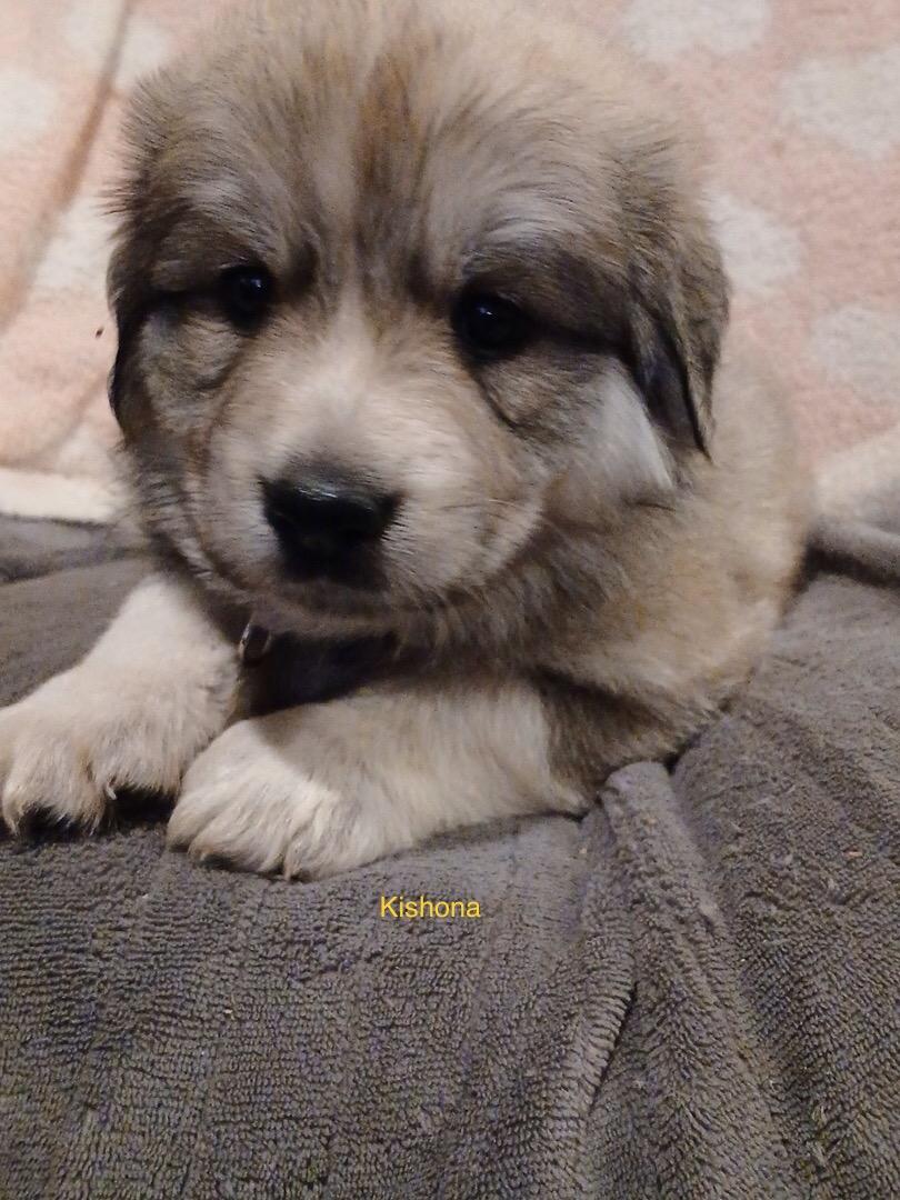 Enlarge Kishona, an adopted mixed breed in Rome, GA image 1/1