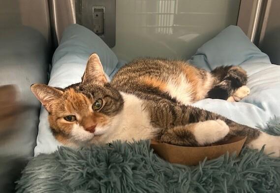Enlarge Daisy Cake, an adopted Domestic Short Hair in Groveland, MA image 2/4