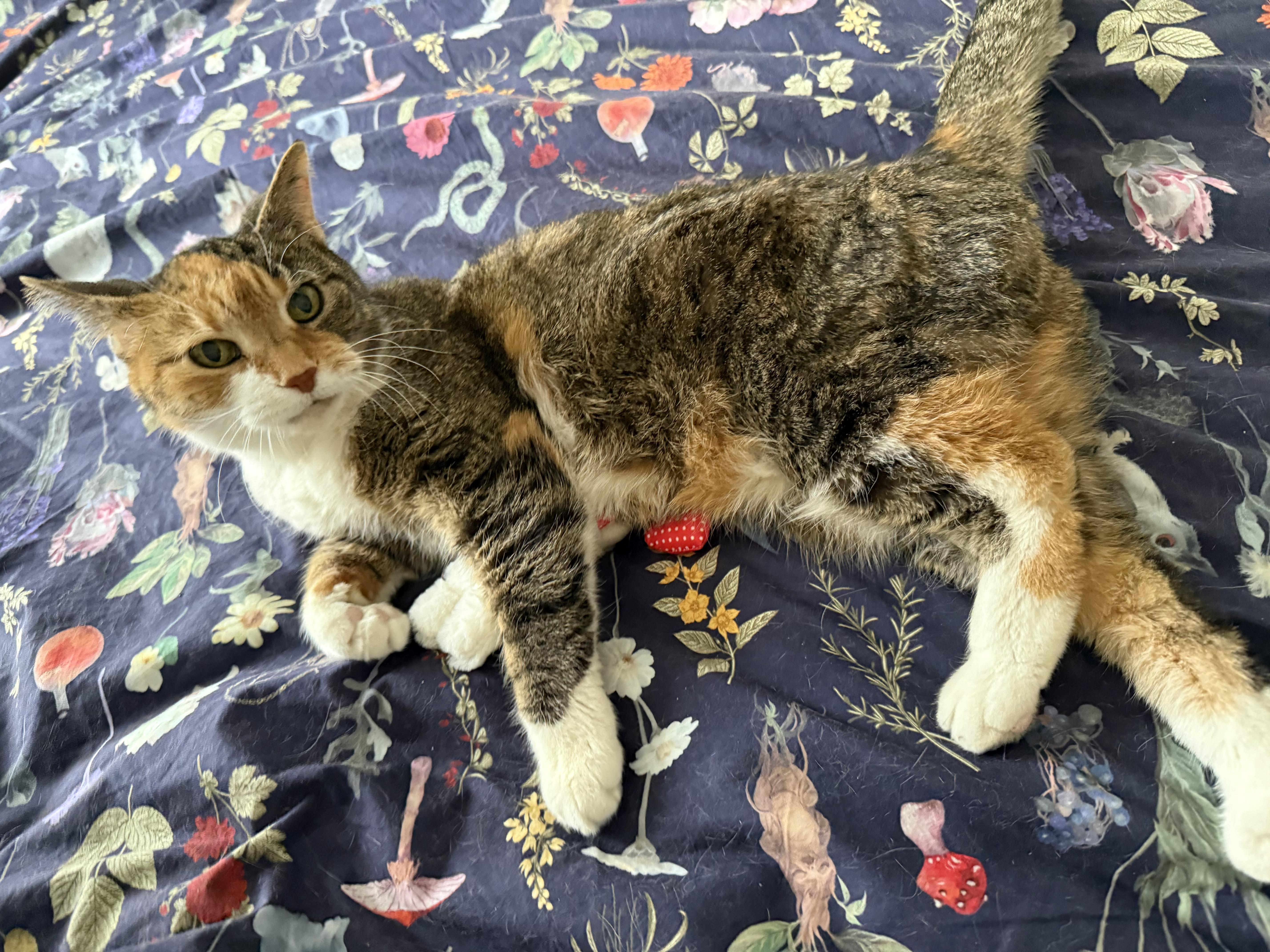 Enlarge Daisy Cake, an adopted Domestic Short Hair in Groveland, MA image 3/4