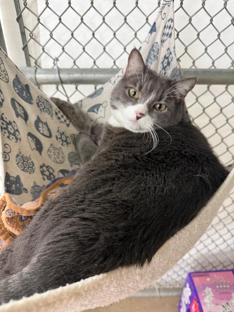 Dot (now Gem), Adoptable, Adult Female Domestic Short Hair.