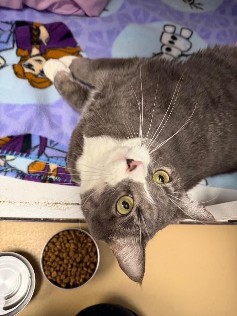 Dot (now Gem), Adoptable, Adult Female Domestic Short Hair.