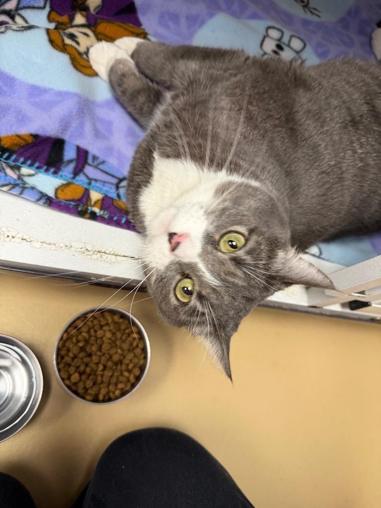 Enlarge Dot (now Gem), a Adoptable mixed breed in Waverly, NY image 3/6