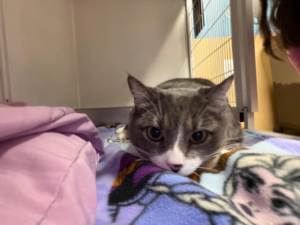 Enlarge Dot (now Gem), a Adoptable mixed breed in Waverly, NY image 5/6