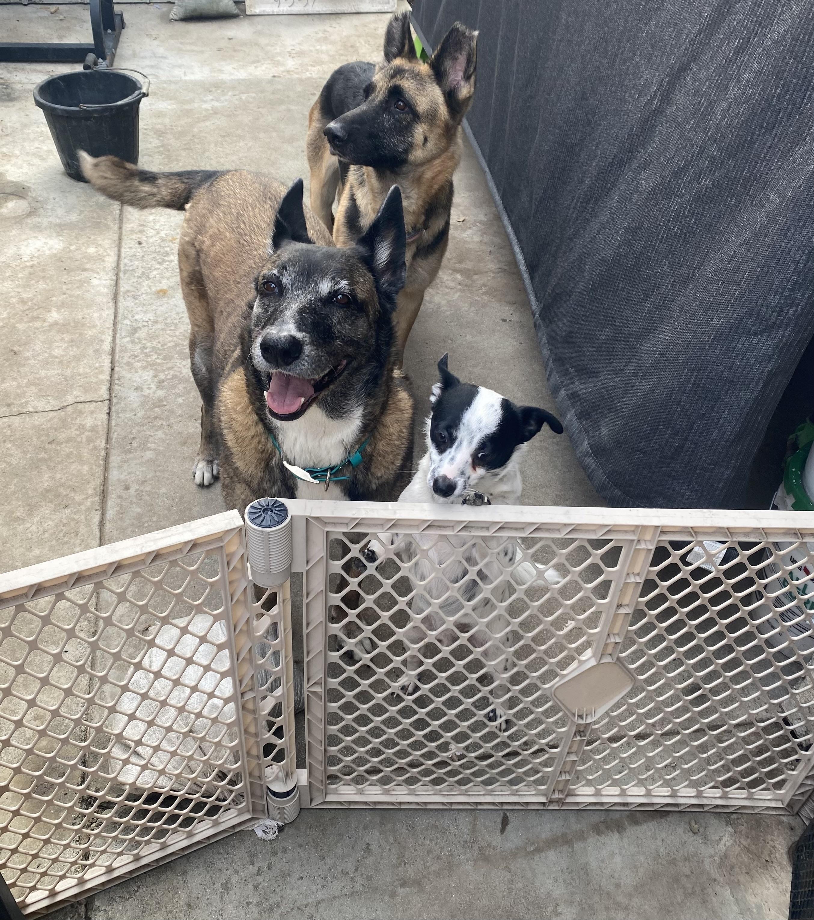 Enlarge Sophia, a Adoptable mixed breed in Santa Fe Springs, CA image 4/5