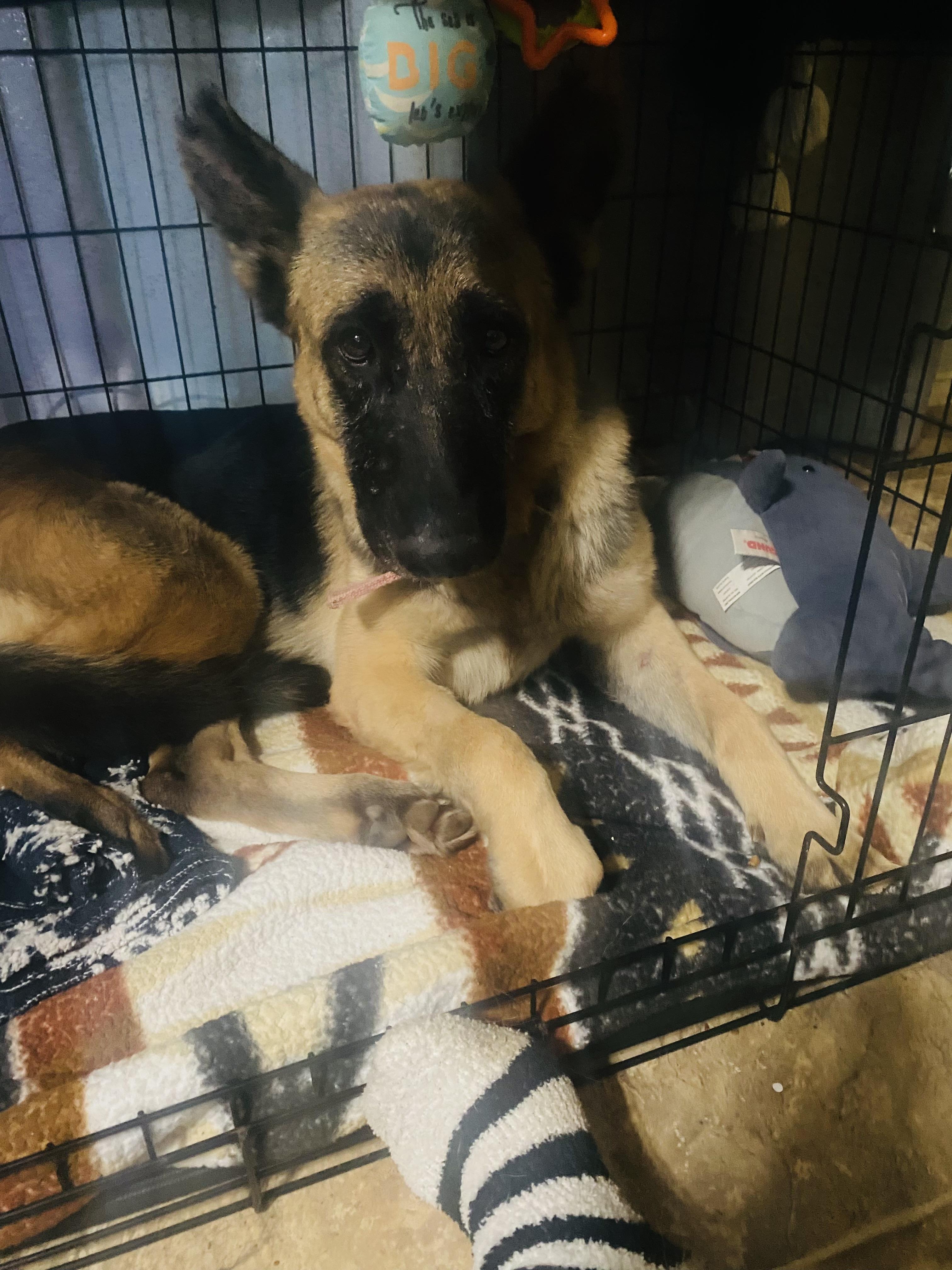 Enlarge Sophia, a Adoptable mixed breed in Santa Fe Springs, CA image 3/5