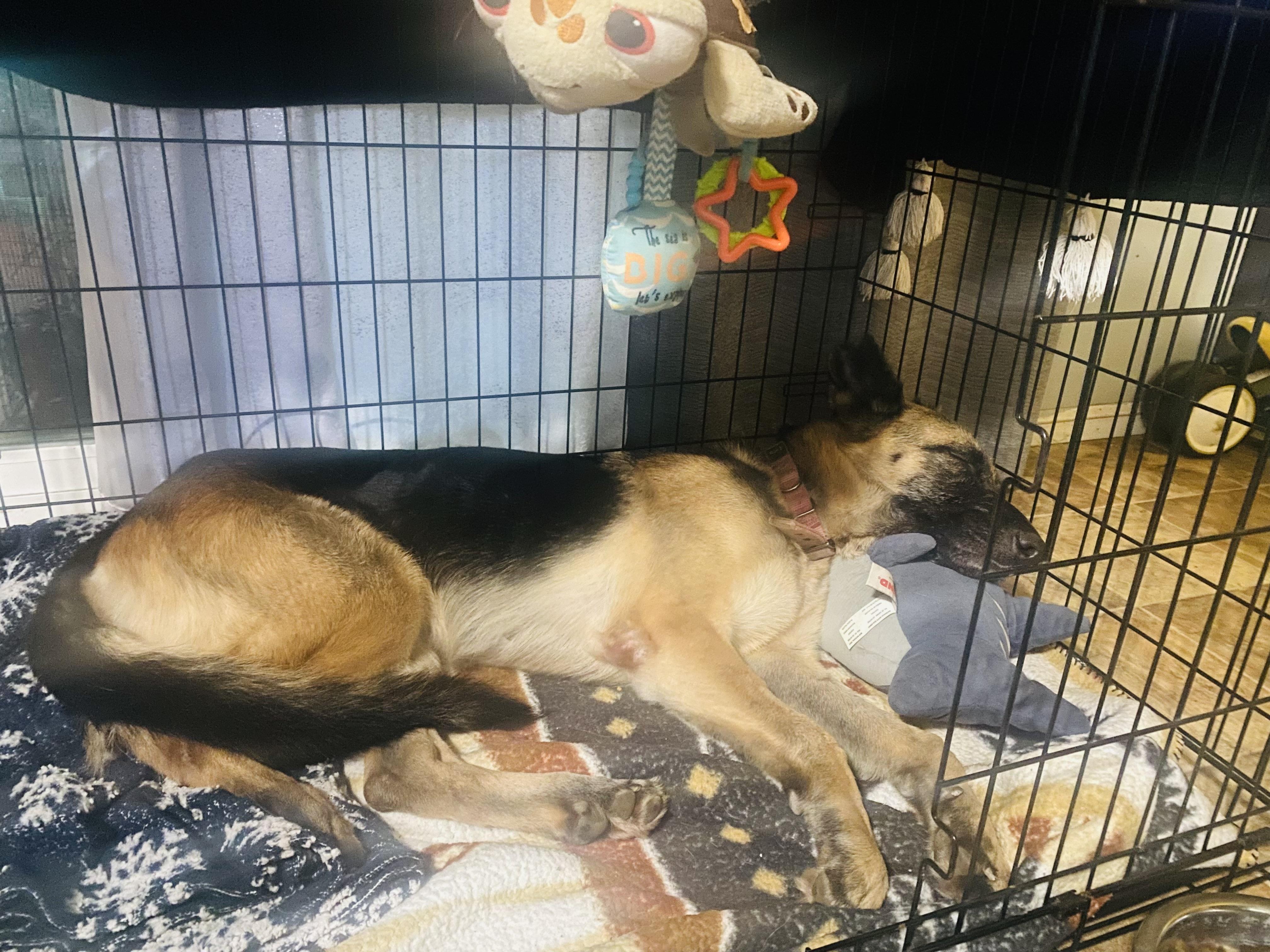 Enlarge Sophia, a Adoptable mixed breed in Santa Fe Springs, CA image 2/5