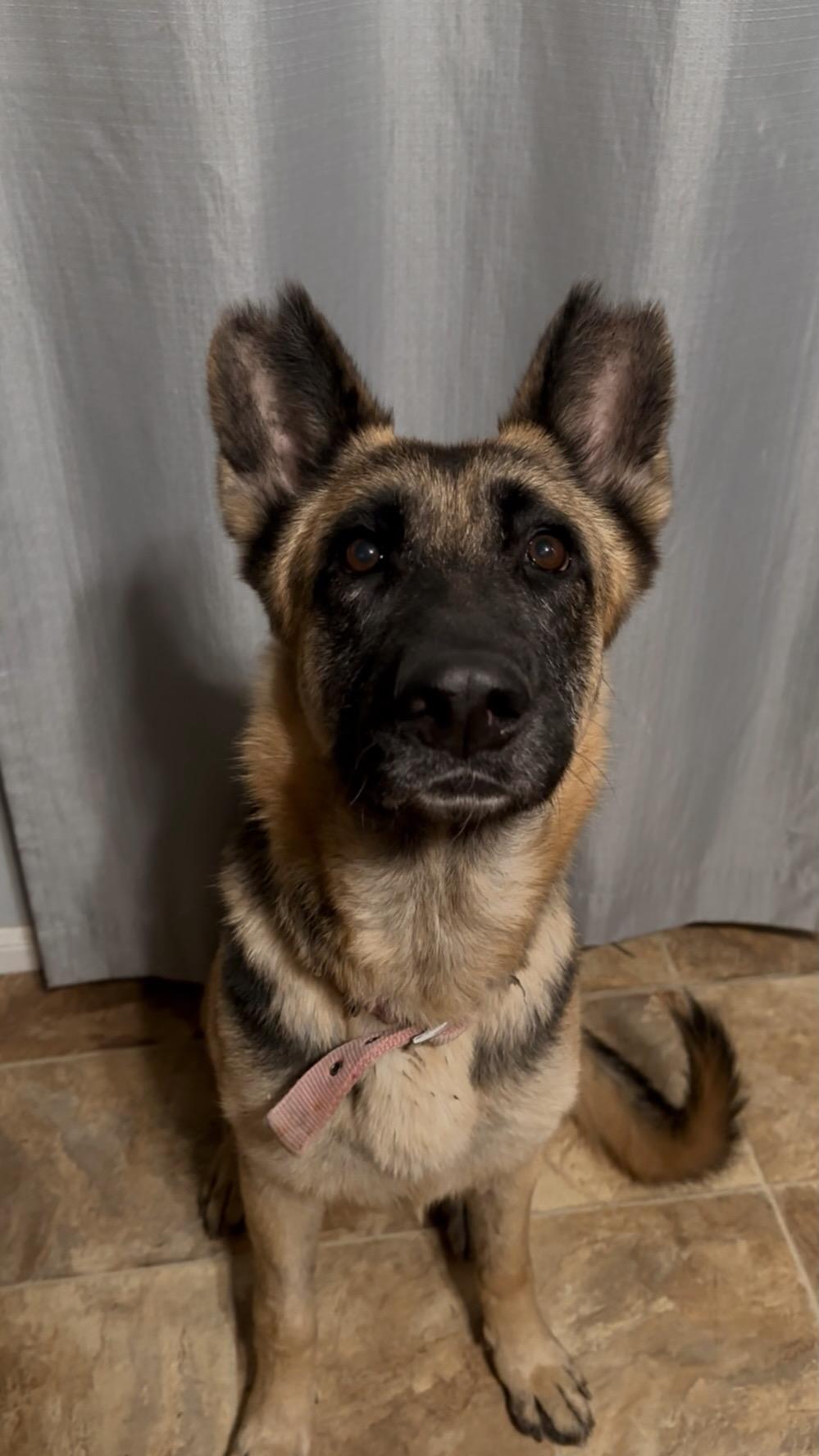 Sophia, Adoptable, Young Female German Shepherd Dog.