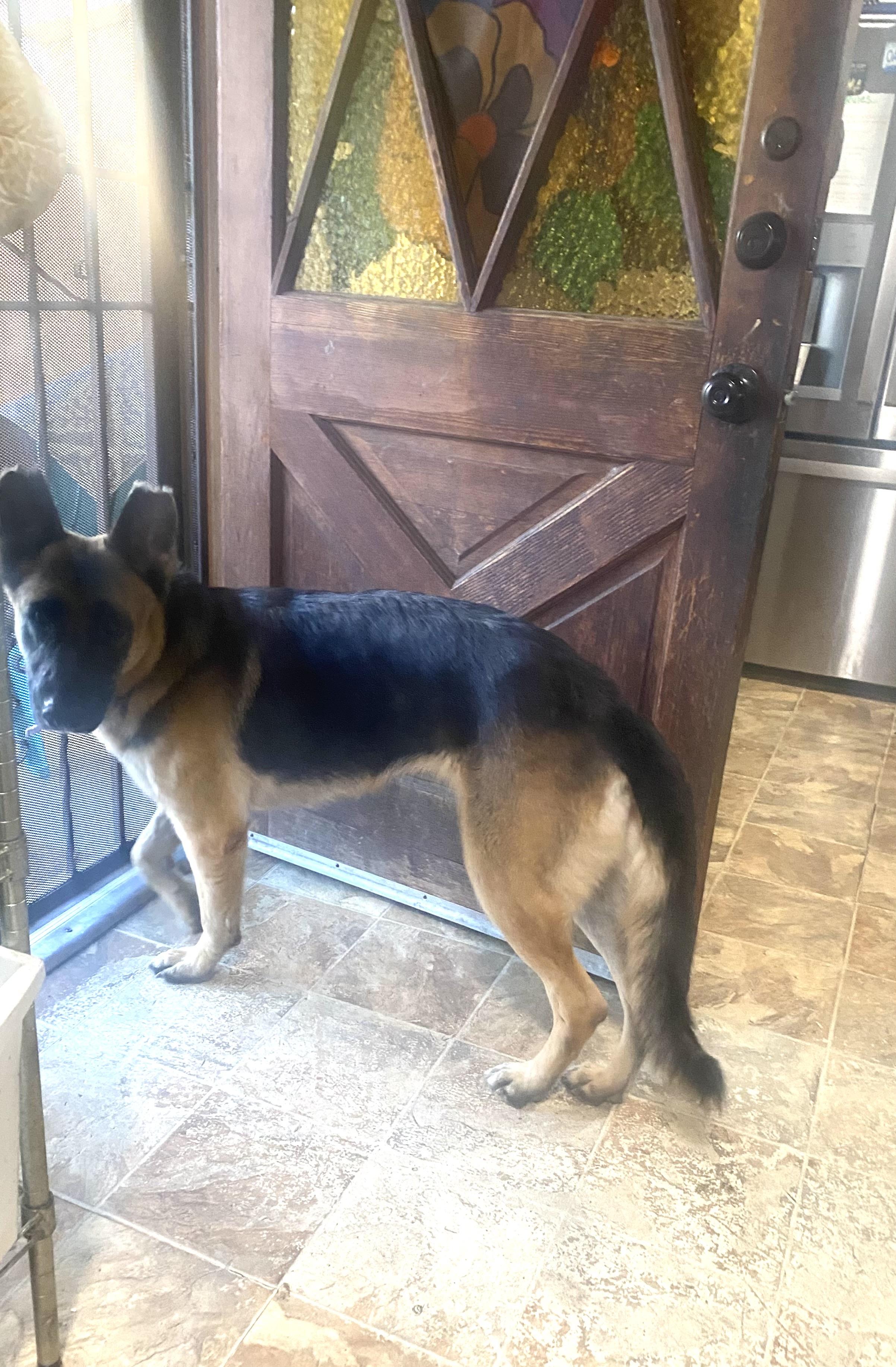 Enlarge Sophia, a Adoptable mixed breed in Santa Fe Springs, CA image 5/5