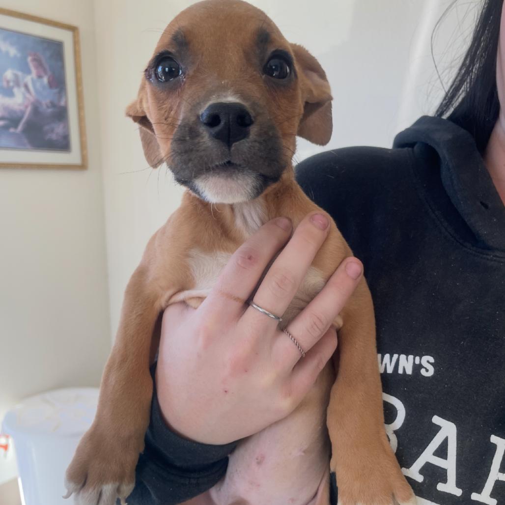 Lusca, Adoptable, Puppy Male American Bulldog & English Bulldog.