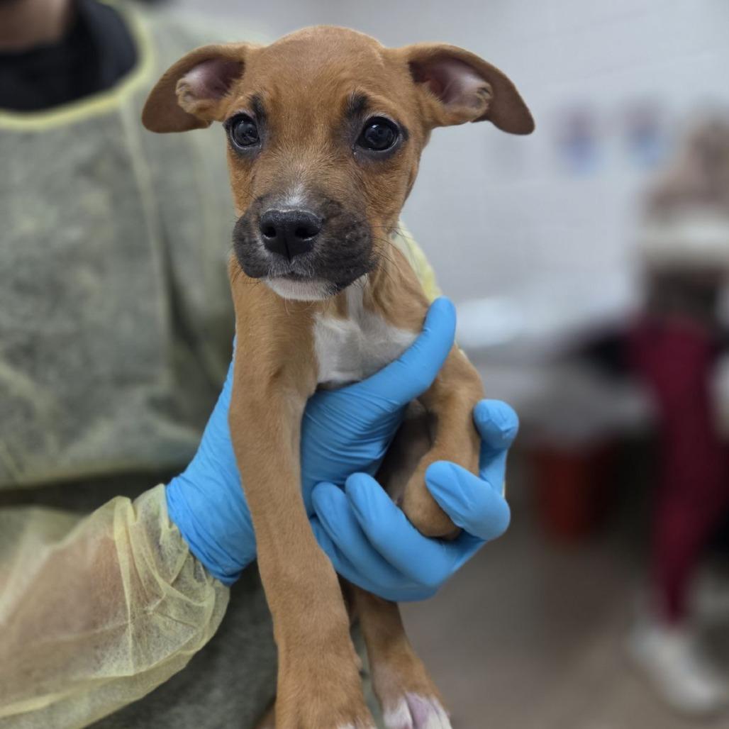 Enlarge Lusca, a Adoptable mixed breed in Incline Village, NV image 2/2