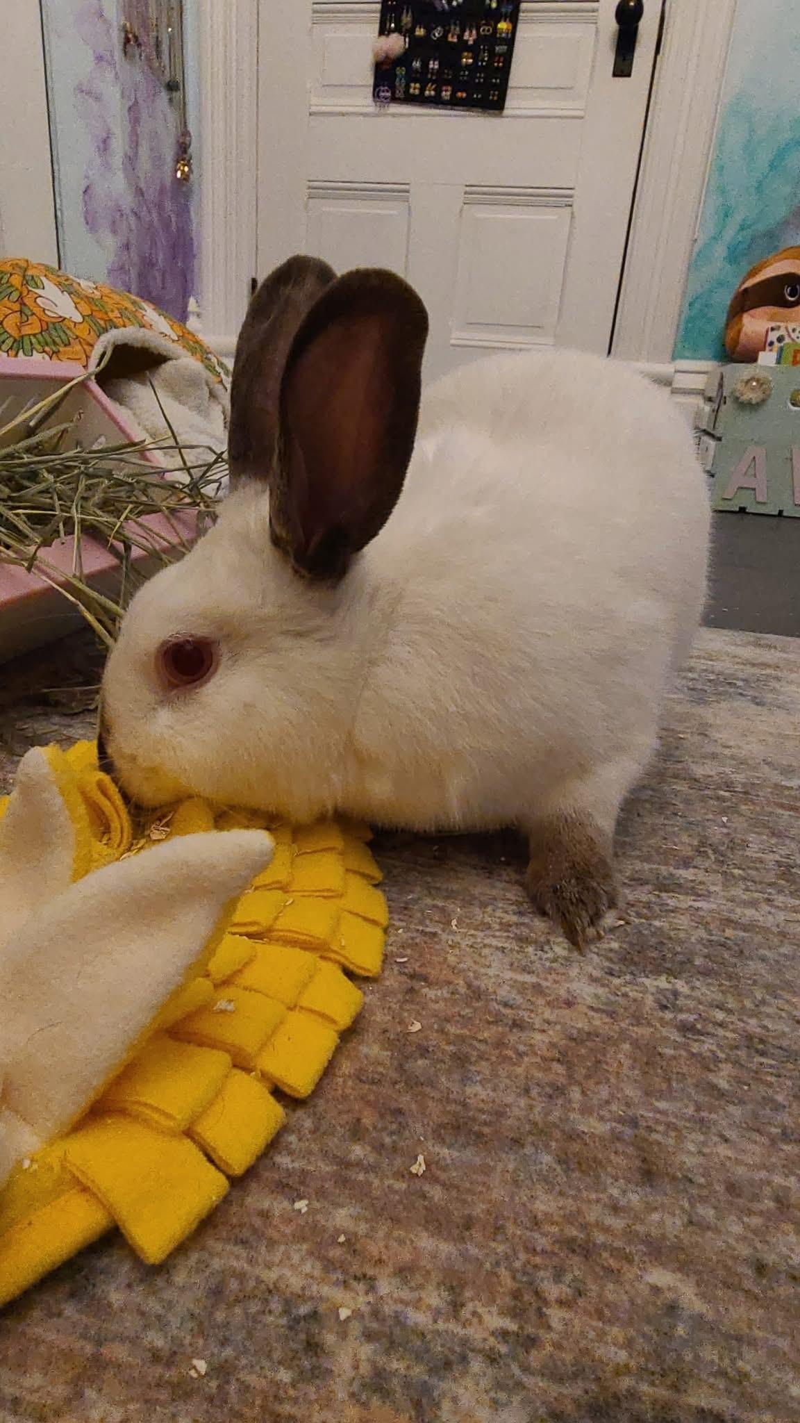 Enlarge Pocket , a ADOPTABLE Californian in St. Charles, MO image 2/4